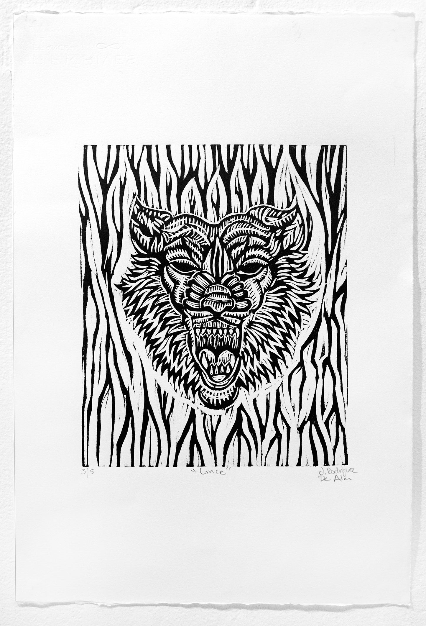 Lince by Jhovany De Ala